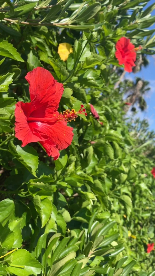 .
鹿児島県の南 "指宿"
湯けむりと潮風香る美しい街で
人生を綴るご縁をいただきました。

#かなでる #自分史 #親孝行 #家族の記録